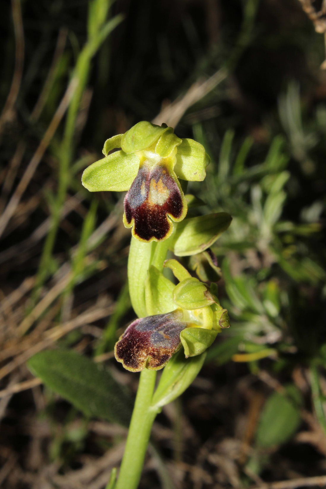 Ophrys fusca da determinare